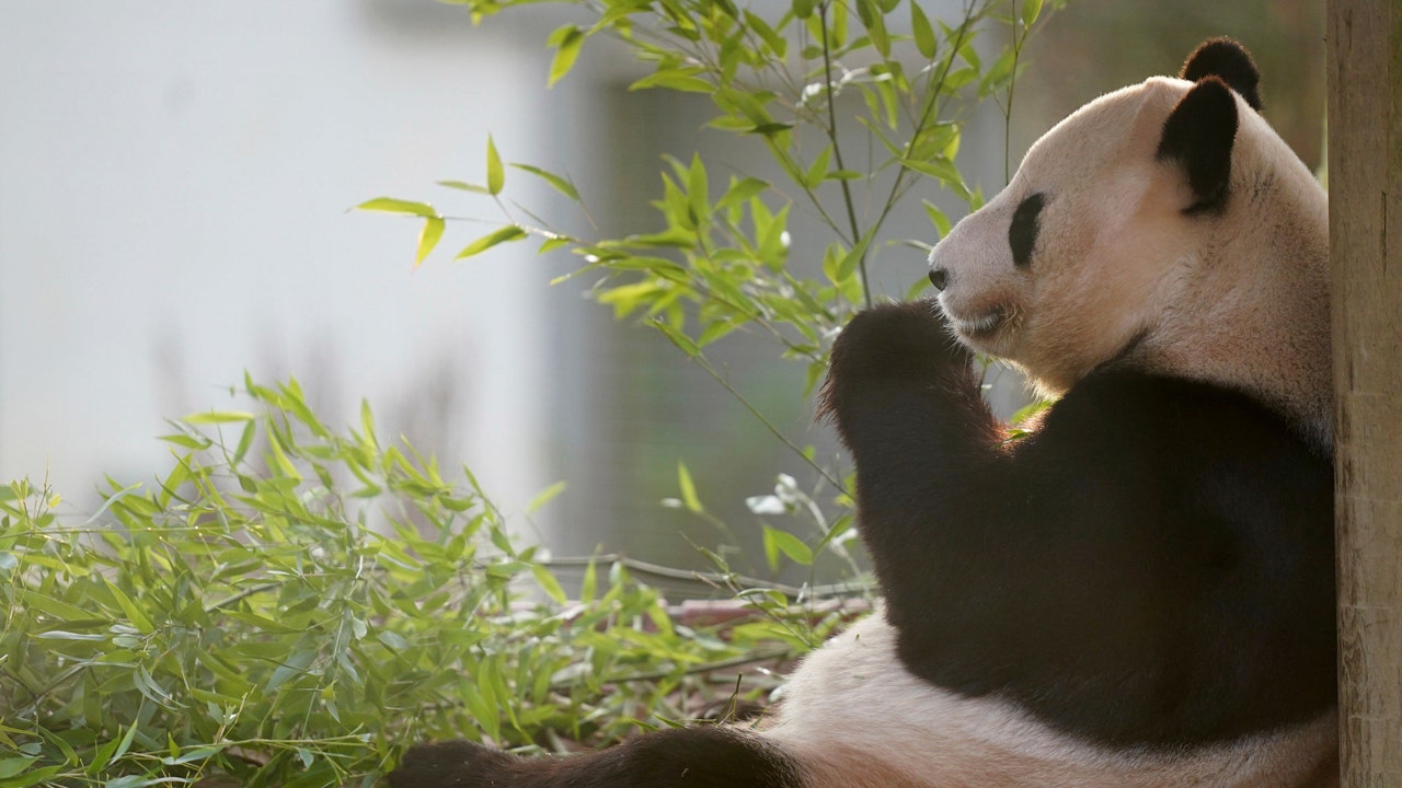 Scotland’s Edinburgh Zoo bids giant pandas bittersweet farewell amid return to China