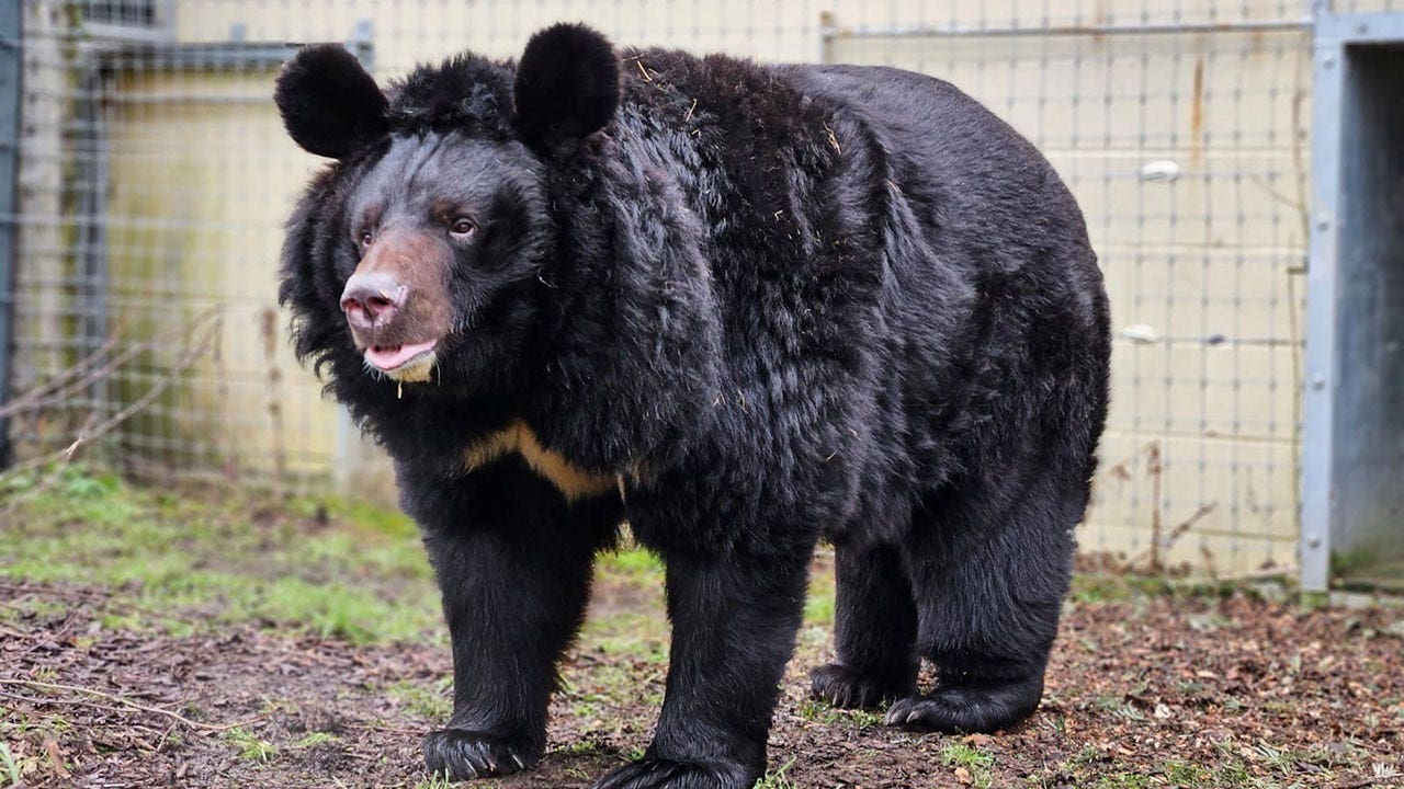 Refugee bear from Ukraine zoo finds new home in Scotland