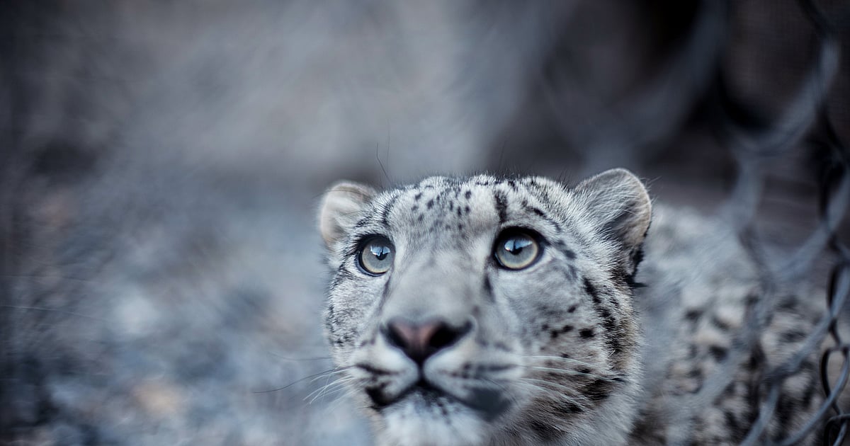 India’s elusive snow leopard population at 718, reveals mammoth survey