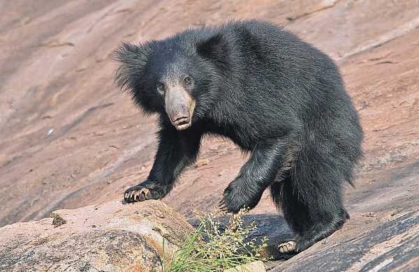 ‘India’s oldest’ sloth bear in captivity dies at 36 in Bhopal zoo-