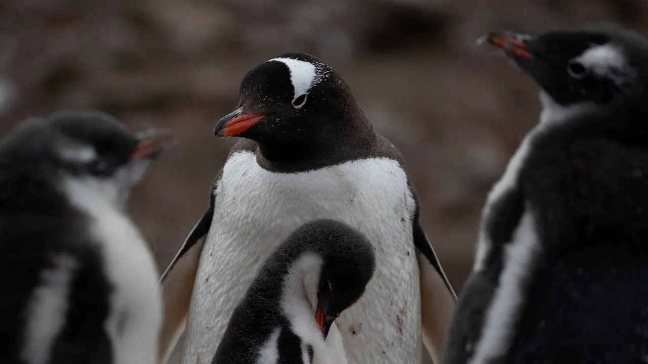 Antarctica struck with bird virus as scientists say flu has hit the mainland for the first time