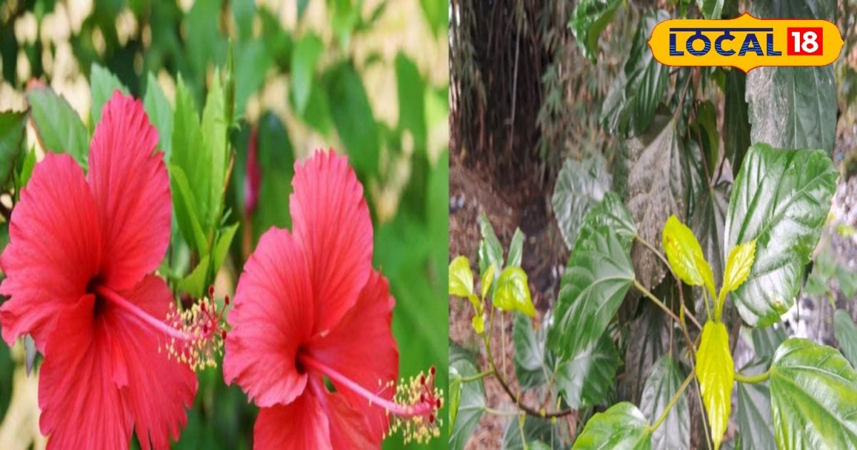 Hibiscus flower is beneficial for health, know expert’s opinion – News18 हिंदी