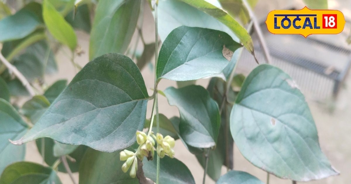 This plant is beneficial in everything from joint pain to dengue and malaria. – News18 हिंदी