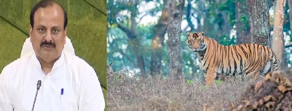 Tiger population grows in Odisha, Similipal sees increase from 16 to 27