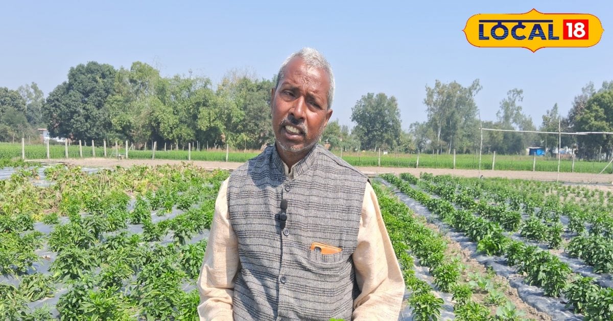 mau Farmer started capsicum cultivation by changing the method – News18 हिंदी