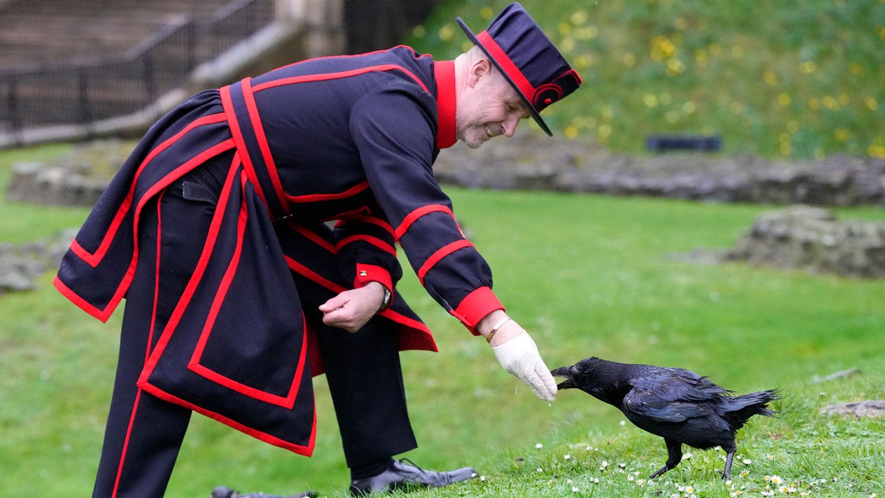 New ravenmaster at Tower of London has most important job in England, according to legend