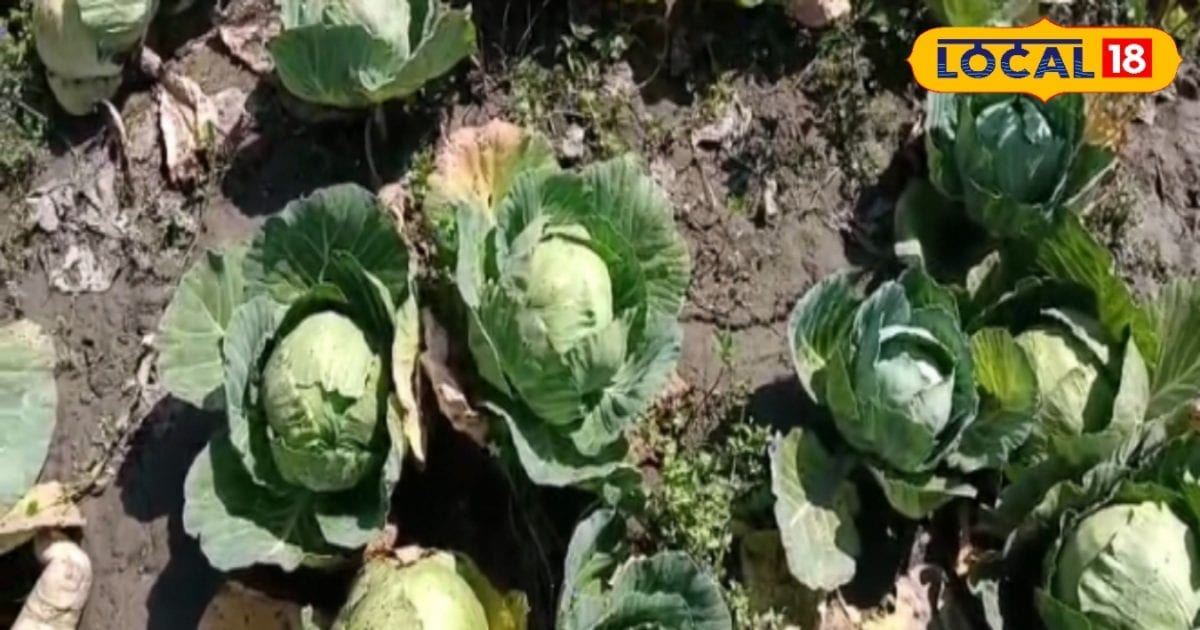 Farmer started cultivation of this vegetable, luck shined, profit worth lakhs – News18 हिंदी