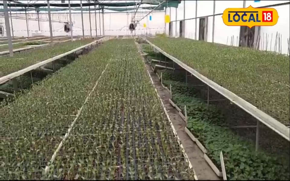 Here the plants are prepared with Israeli technology, will help in increasing the yield – News18 हिंदी
