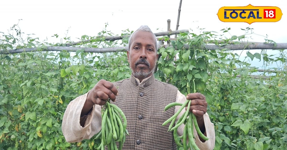 This farmer started beans cultivation, is getting bumper profits – News18 हिंदी