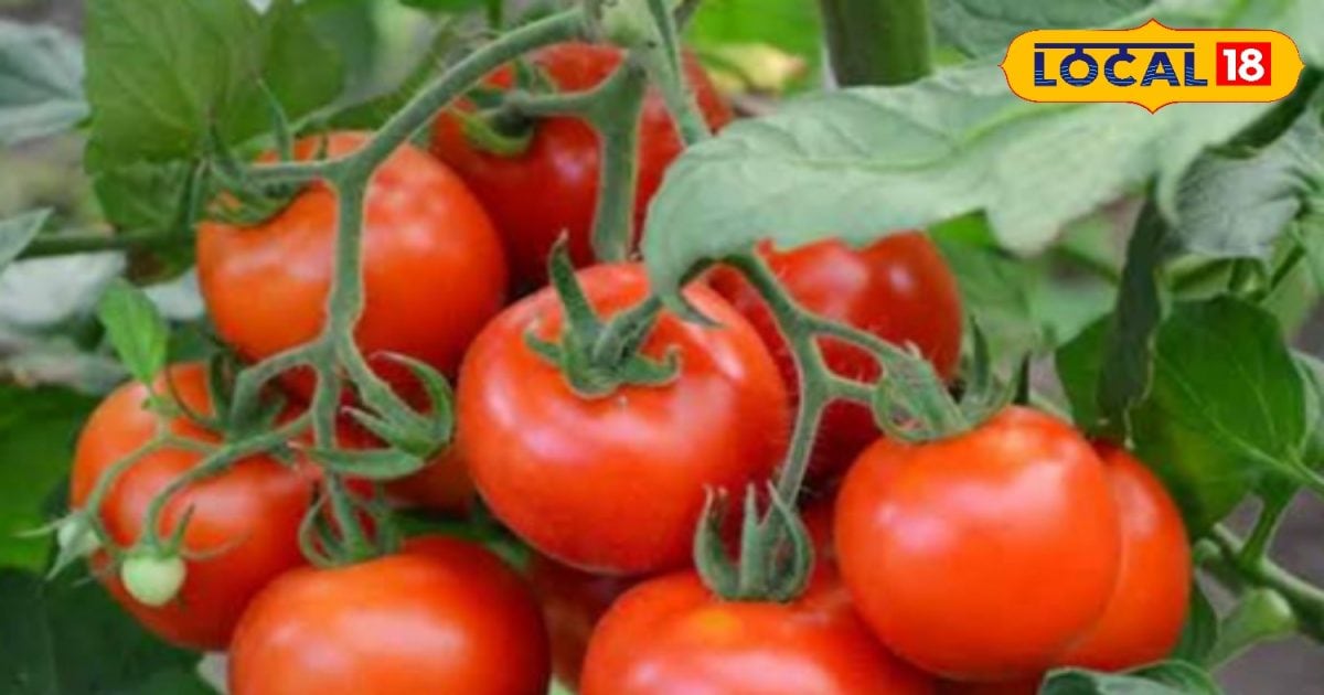 This young farmer of the district started tomato farming using IPM method, earning big money today – News18 हिंदी