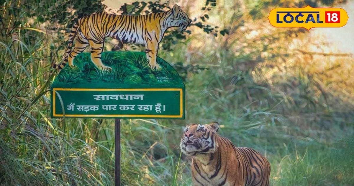 टूट गए सभी रिकॉर्ड, महज 3 महीने में पीलीभीत पहुंचे 16000 पर्यटक-pilibhit-tiger-reserve-all-records-broken-16000-tourists-arrived-in-just-3-months – News18 हिंदी