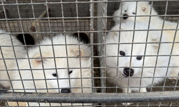 High chance of animal-to-human diseases developing at some Chinese fur farms, study shows