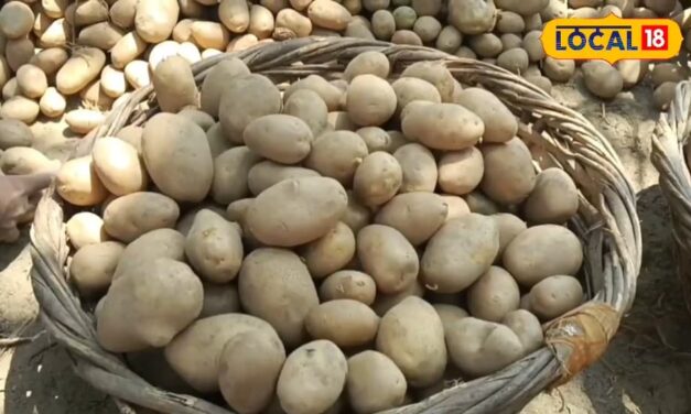 Farmers are earning lakhs from these varieties of potatoes. know the method of farming. – News18 हिंदी