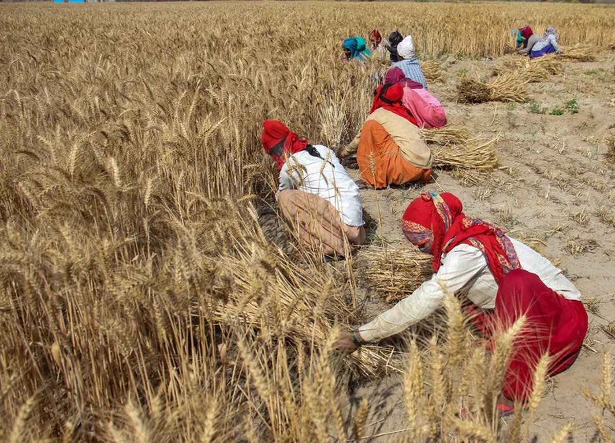 India better prepared than Pakistan to handle climate shocks in wheat crop, say Agri-scientists