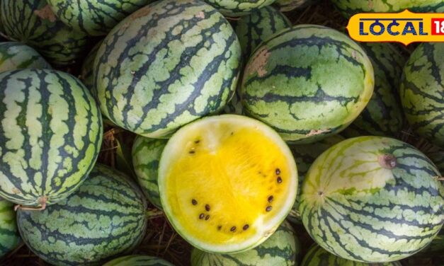 Taiwans watermelon melon seeds farming tremendous profit tripled Kannauj farmers successful experiment – News18 हिंदी